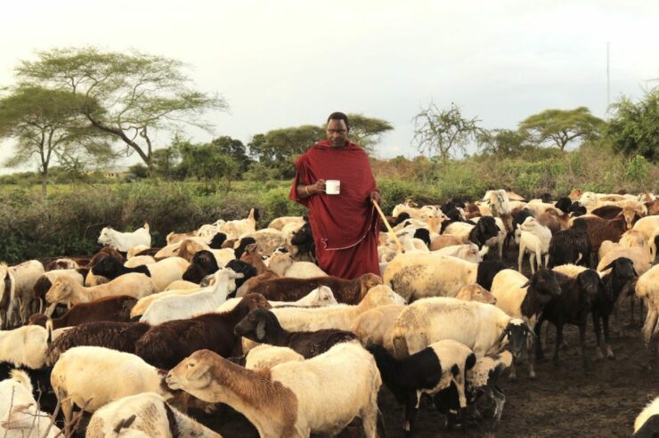 Image for The Maasai community that took on the Tanzanian government – and won