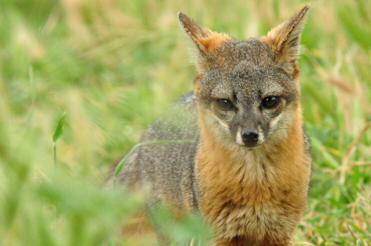 Image for Tiny endangered fox makes rapid recovery