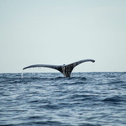 A whale fin at sea