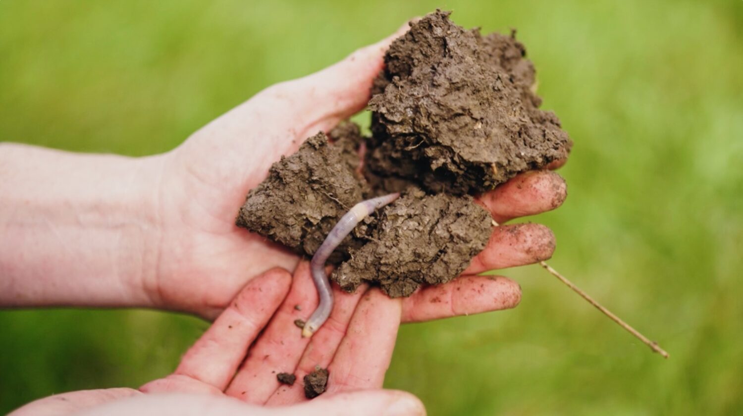 Citizen scientists urged to try the ancient art of worm charming for soil health this May