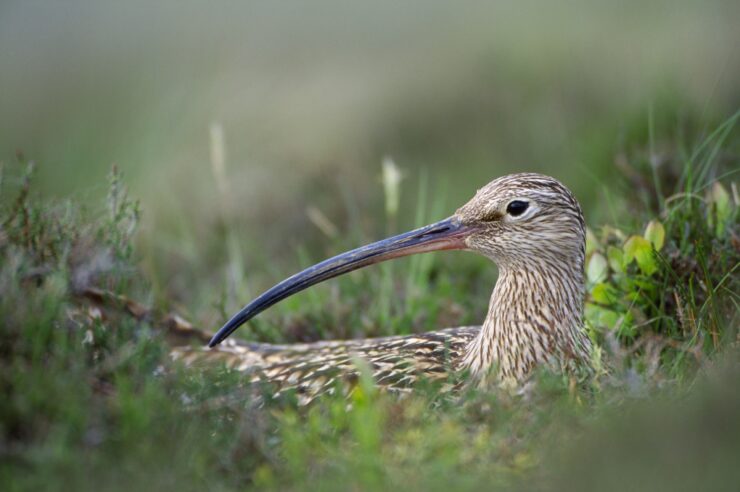 Image for Scottish community completes historic land buyout, and vows to rewild