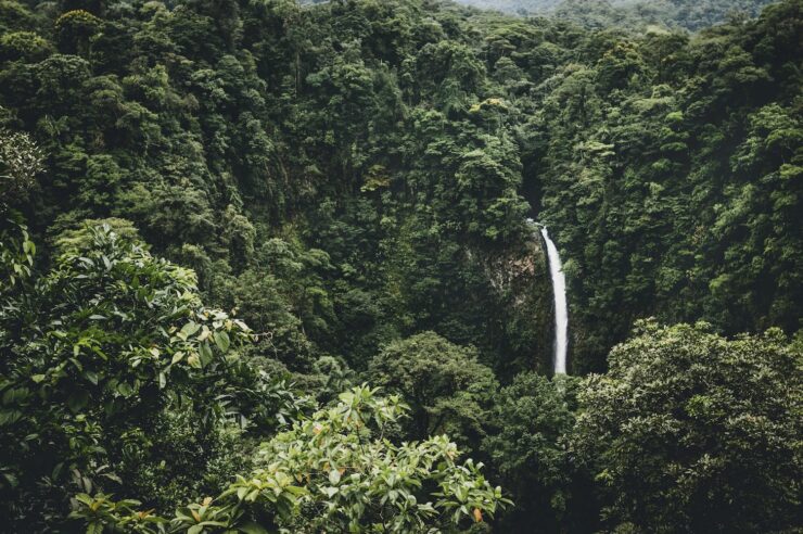 Image for Costa Rica doubles its forest cover in 30 years