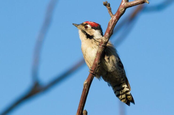 Image for The plan to revive the UK’s ancient woods (and seven species that live in them)