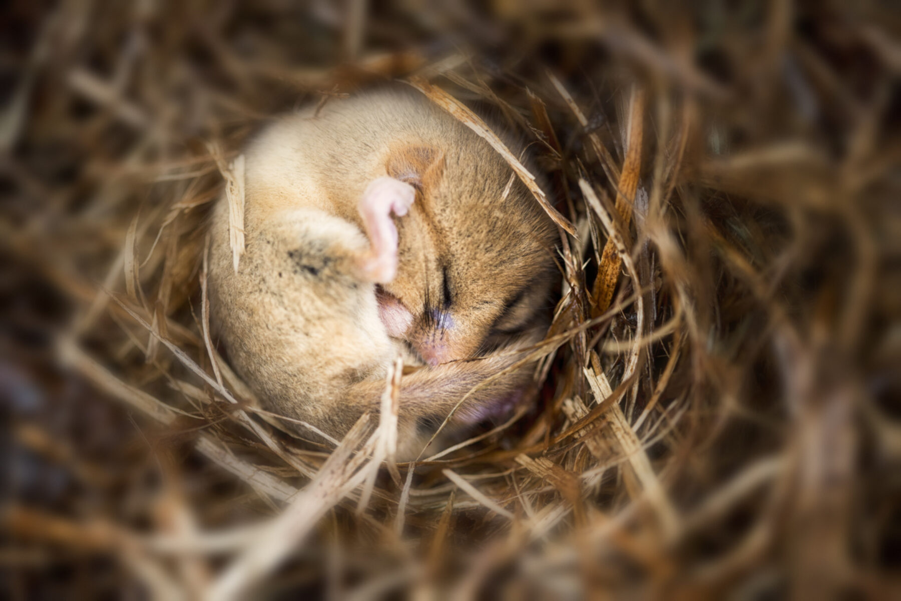 Image for Ecologists roped in to help hazel dormice bridge the gap