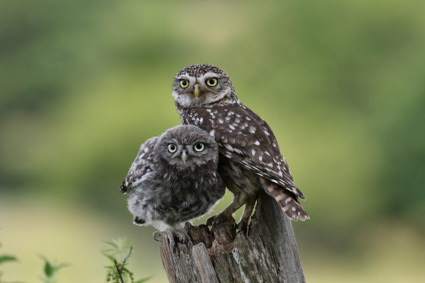 Image for The rewilded English farm where ‘miracles’ of nature happen