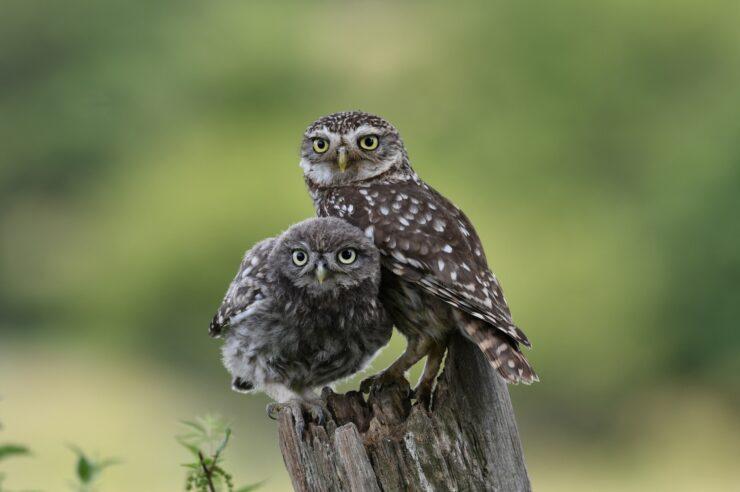 Image for The rewilded English farm where ‘miracles’ of nature happen