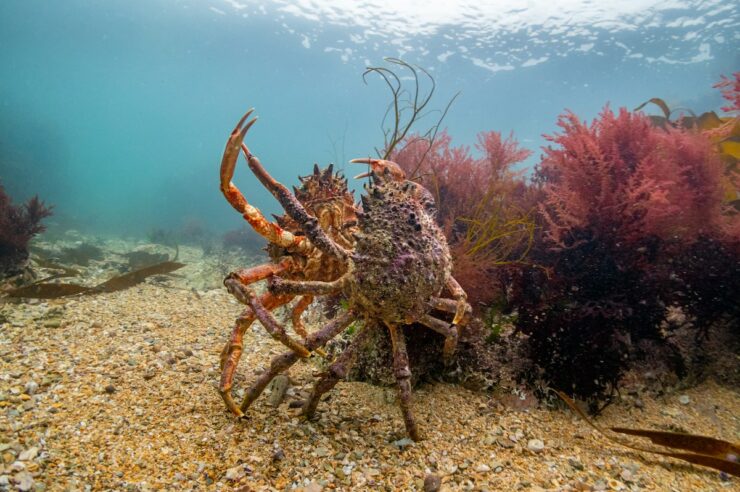 Image for In pictures: the secret life of the UK’s seas