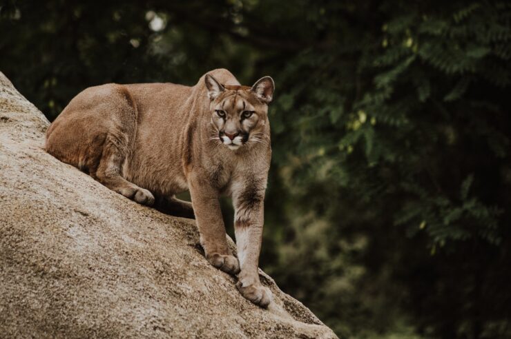 Image for Plan to save LA’s mountain lions – with a big bridge