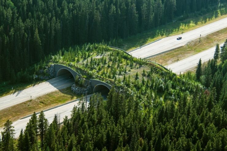 Image for Reindeer viaducts: the latest wildlife bridges that connect fractured habitats